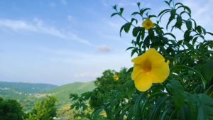 Guadeloupe-French-Carribean-2020-4K.mp4_snapshot_01.56_2021.04.26_16.57.40