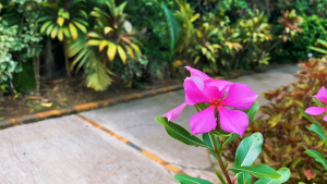Guadeloupe-French-Carribean-2020-4K.mp4_snapshot_03.58_2021.04.26_17.00.14
