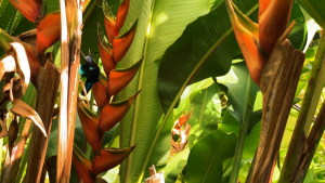 Guadeloupe-French-Carribean-2020-4K.mp4_snapshot_04.31_2021.04.26_17.00.51