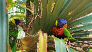 Guadeloupe-French-Carribean-2020-4K.mp4_snapshot_04.42_2021.04.26_17.01.08