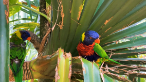 Guadeloupe-French-Carribean-2020-4K.mp4_snapshot_04.43_2021.04.26_17.01.12