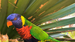 Guadeloupe-French-Carribean-2020-4K.mp4_snapshot_04.49_2021.04.26_17.01.21