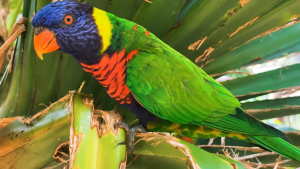 Guadeloupe-French-Carribean-2020-4K.mp4_snapshot_04.52_2021.04.26_17.01.29