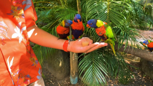 Guadeloupe-French-Carribean-2020-4K.mp4_snapshot_05.02_2021.04.26_17.01.48