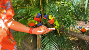 Guadeloupe-French-Carribean-2020-4K.mp4_snapshot_05.04_2021.04.26_17.01.54