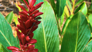 Guadeloupe-French-Carribean-2020-4K.mp4_snapshot_05.37_2021.04.26_17.02.46