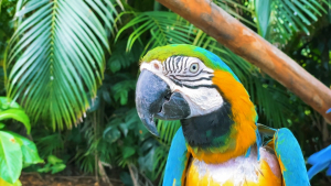 Guadeloupe-French-Carribean-2020-4K.mp4_snapshot_05.45_2021.04.26_17.04.26