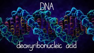 Το Ανθρώπινο DNA
